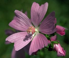 Une fleure